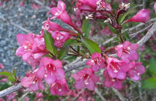 Kuća za odmor Pušlek - Foto 30
