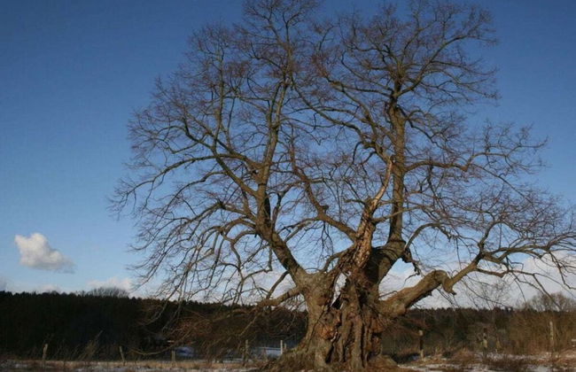 Schroder at the Aerie - Foto 7