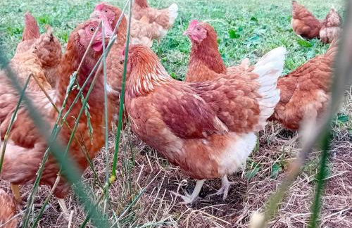 Waldacher Hof - Foto 10