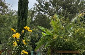 Le Petit Bois d'Amour - Foto 2