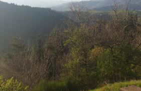 Ferienhaus Haus am Wald Nähe Loreley - Photo 24