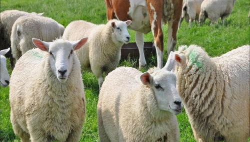 Ferienhof Folger - Foto 3