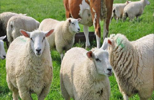 Ferienhof Folger - Foto 3