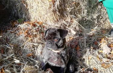 Ponyhof Adam Urlaub auf dem Bauernhof - Foto 41