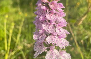 Linnhe Apartment, Kinlochlaich House - Foto 31