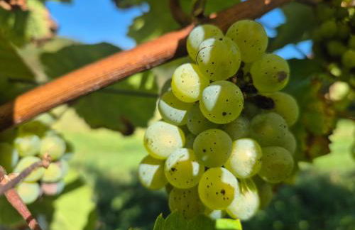 Ferienwohnung Julianna - Foto 36