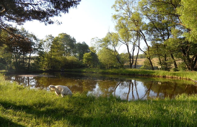 Dog-friendly Holiday Home in the Knull - Foto 11