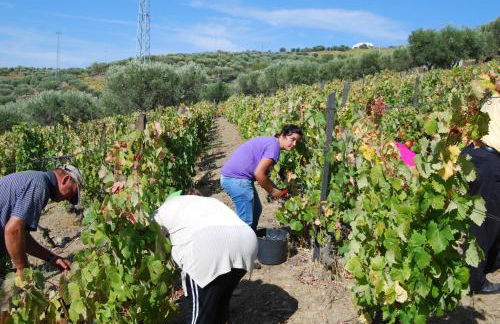 Quinta da Padrela Winery House - Foto 48