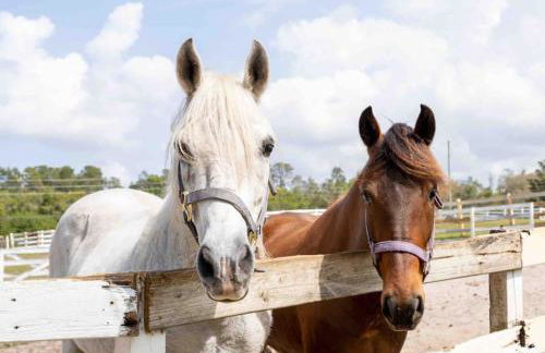 Tampa Bay Oasis - Foto 39