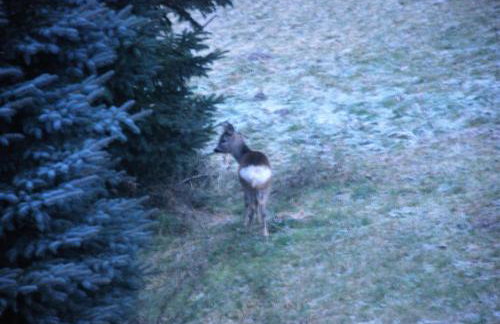 Natura Apartamenty - Foto 45