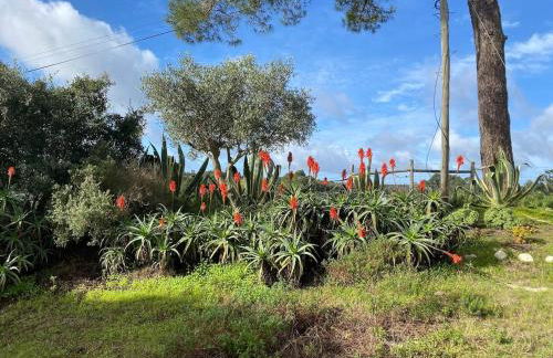 Quinta Vale da Paz - Foto 45