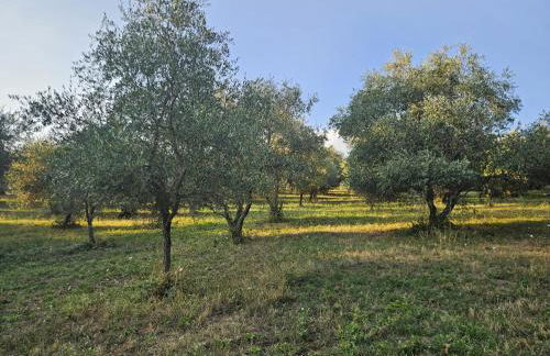 Podere le Muricce - Foto 37