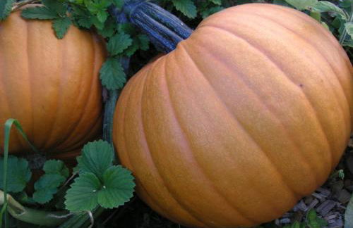 Natur-Aktiv-Hof Thiem - Foto 25