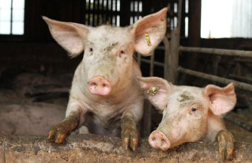 Bio-Erlebnisbauernhof Doll - Foto 14