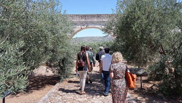 Paseando por el jardín de variedades de olivos