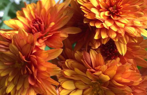 Four Seasons Cottage - in the Cotswolds - Foto 11