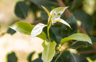 Khaya Chalés - Chalés de Luxo na Serra para Casais com Hidro - Foto 19