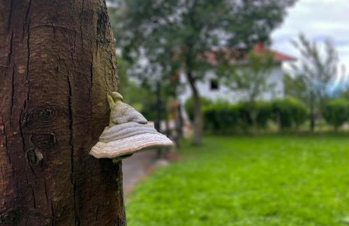 Agroturismo Kostegi - Foto 20