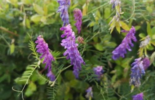 Willow Cottage in idyllic location - Foto 14