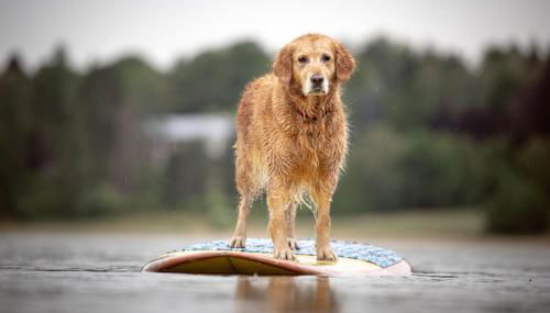 Creekside Cabin - Pup-Friendly with AC - Foto 5