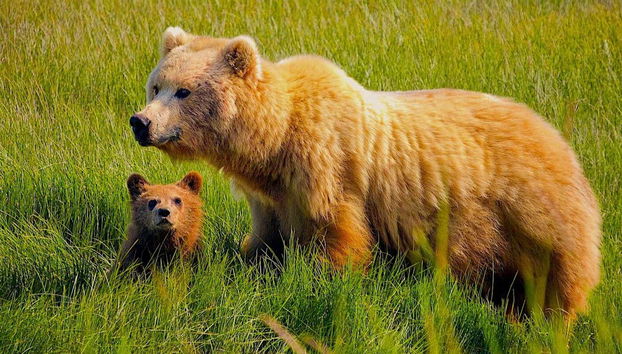 Clark Lake Plane Trip from Kenai + Bear Watching - Foto 2