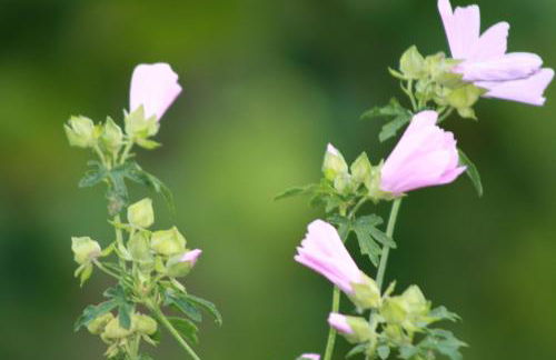 Komfort Ferienhaus FEWO70 - Foto 54