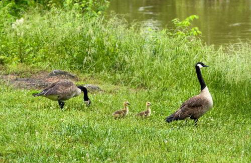 Historic 1818 Riverfront Cottage - Foto 23