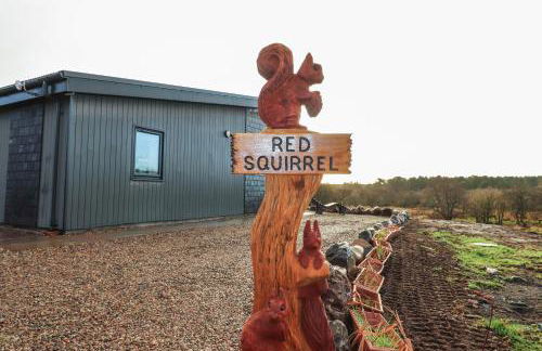 Red Squirrel - Foto 4