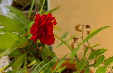 Gina's cozy home - Foto 14