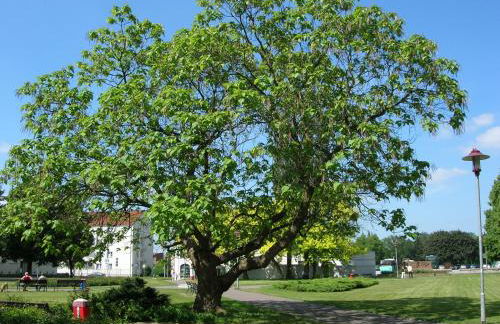 Ferienwohnung Borchert - Foto 57