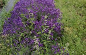 Freilandhof - Foto 62