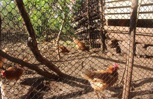 Chalé na Serra Gaúcha, em Picada Café!! - Foto 32