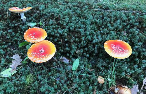 Srokowski Dwór 1 - Stara Kuźnia - Prywatna Sauna ! - Foto 48