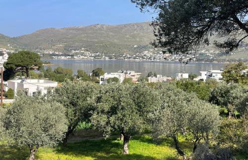 The Velanidies - Οι Βελανιδιές - Foto 1