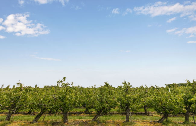 7 bedroom House in Zaamslag with garden - Photo 21