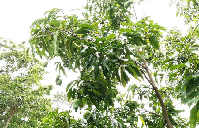 Araliya Self Cooking Resort Dambulla - Foto 23