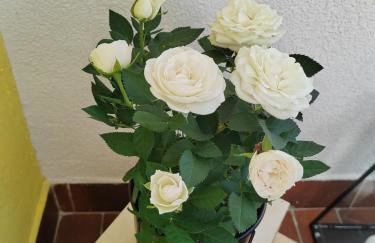 AnimaSei Apartment, blizina KBC RIJEKA - Lokalitet Sušak - Photo 19