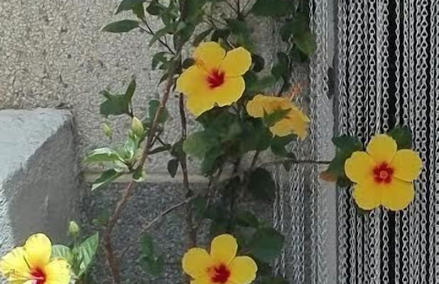 Apartamentos Pájaro Azul - Photo 24