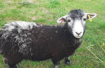 Henblas Holiday Cottages - Photo 19