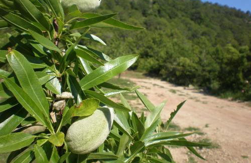 Mas del Salin - Foto 25