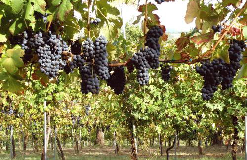 Agriturismo Ca' Isotta - Photo 29