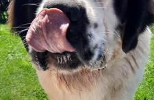 Los Chozos de la Braña - Foto 38