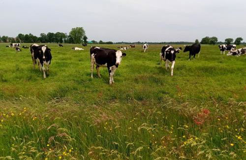 FeWo Unner'd Kastanje - Foto 29