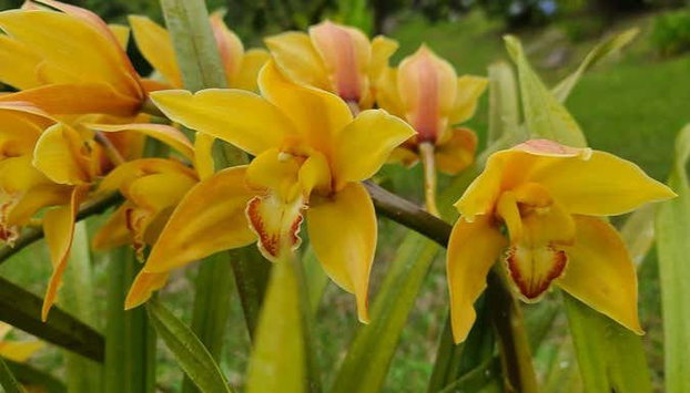 Senderismo por las Cascadas Escondidas - Foto 5, Las orquídeas destacan en todo el entorno de las cascadas