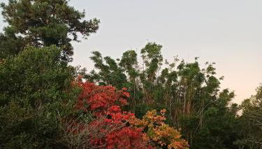 Chácara das Flores - Foto 4, Garden