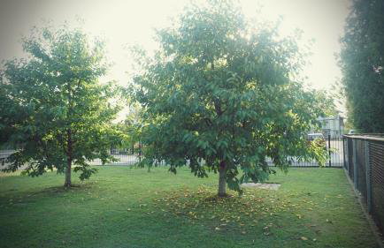 Studio apartman Zorkovac - Foto 29