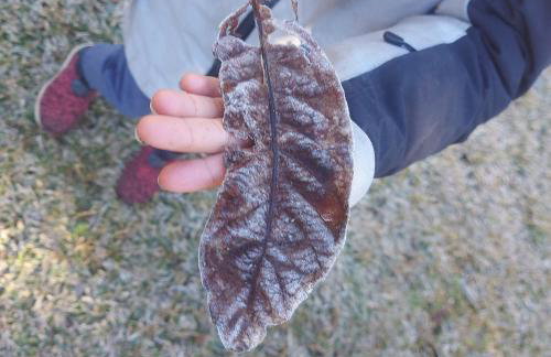 Casa em Urubici Sítio Pássaro D'água - Photo 3
