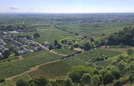 Wohnung in den Weinbergen - Foto 11