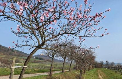 Haus Mittendrin - Foto 33