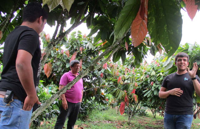 Visite autour du cacao dans la ferme El Argel - Photo 2